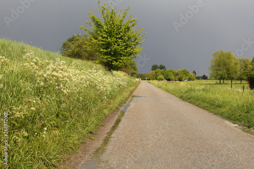 a verge with cow parsely nex to a road in the dutch countryside and a dramatic grey sky in the background