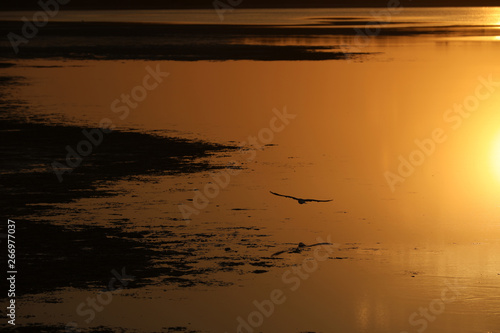 Fliegender Vogel im Sonnenuntergang   ber dem Wasser in Australien