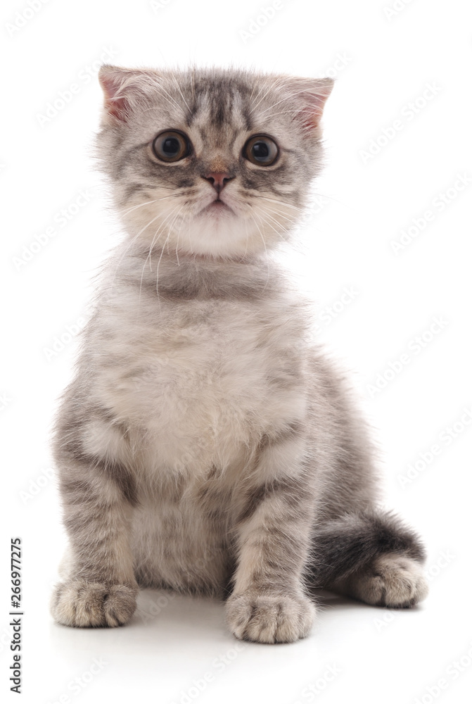 Fototapeta premium One little kitten.