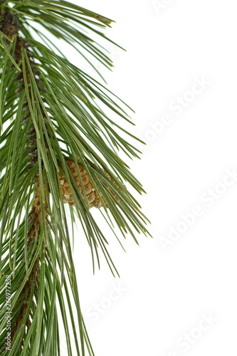 Pine tree branch with pines and cones isolated on white. A branch of a coniferous tree and a cone on a white background.