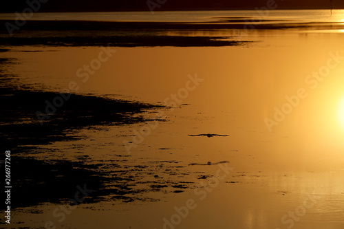 Fliegender Vogel im Sonnenuntergang über dem Wasser in Australien