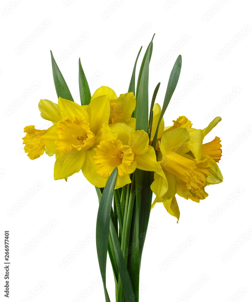 Spring bouquet of flowers isolated on white background. Yellow daffodil isolated on white background. Yellow narcissus on a white background. Spring bouquet of flowers isolated on white background. Yellow daffodil isolated on white background. Yellow narcissus on a white background.