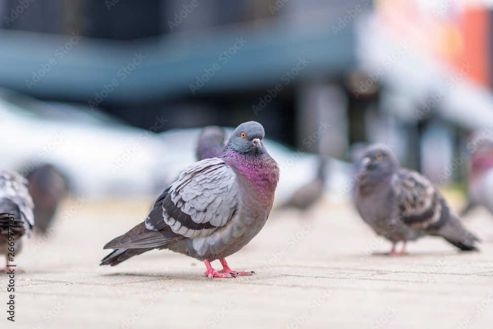 Portrait of a pigeon on a city street in summer. Portrait of a pigeon on a city street in summer.