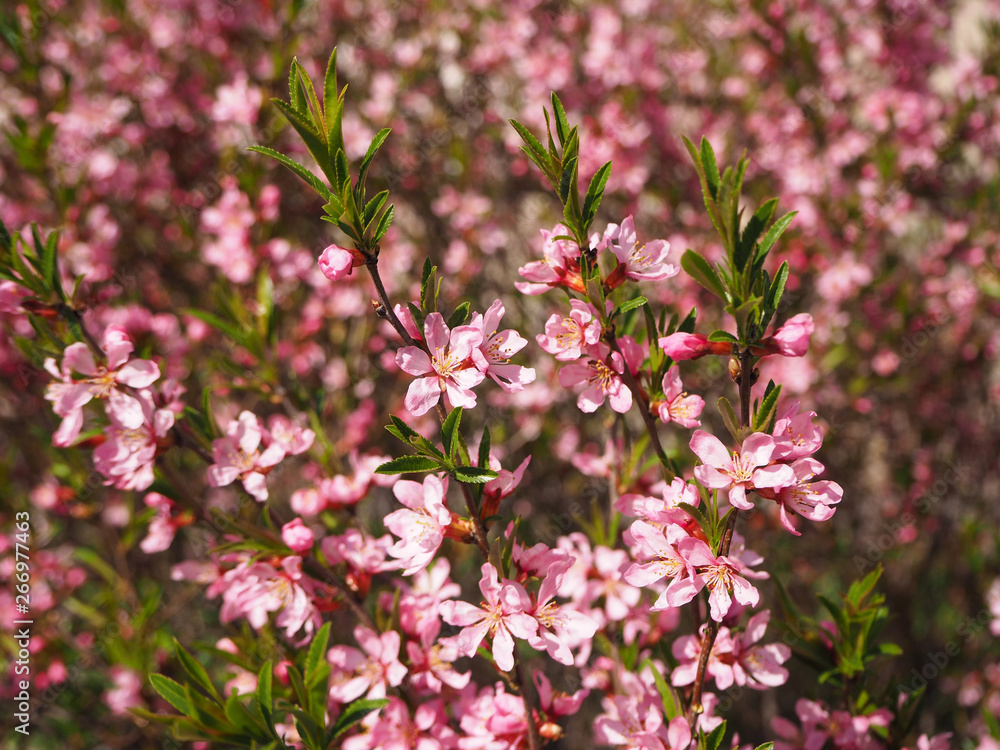 Tree branch with pink flowers blooming background Tree branch with pink flowers blooming background