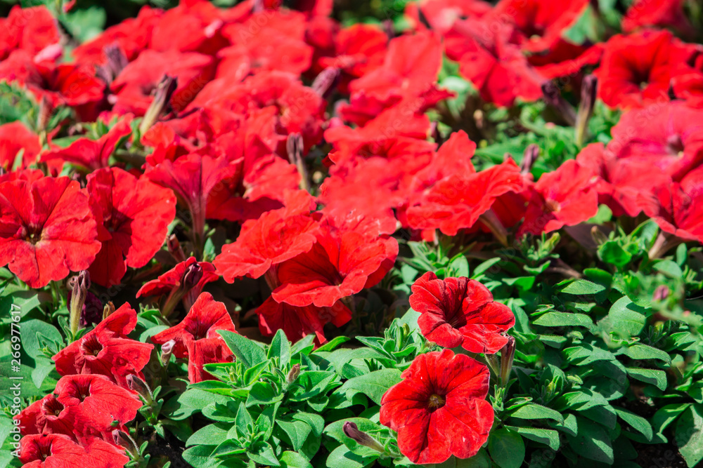 Red flower. Flower in garden at sunny summer or spring day. Flower for postcard beauty decoration and agriculture concept design. Beautiful flower in tropical garden. Colorful flower. flower pattern. Red flower. Flower in garden at sunny summer or spring day. Flower for postcard beauty decoration and agriculture concept design. Beautiful flower in tropical garden. Colorful flower. flower pattern.