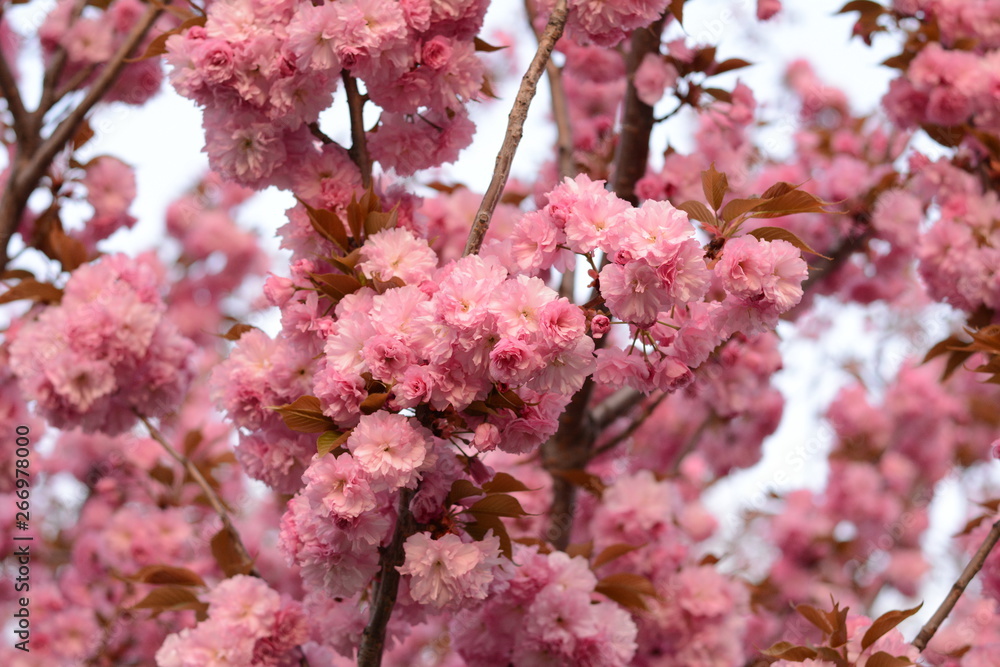 branch of pink Japanese cherry in blossom. Cherry Blossom or Sakura flower in springtime. Beautiful Pink Flowers. branch of pink Japanese cherry in blossom. Cherry Blossom or Sakura flower in springtime. Beautiful Pink Flowers.