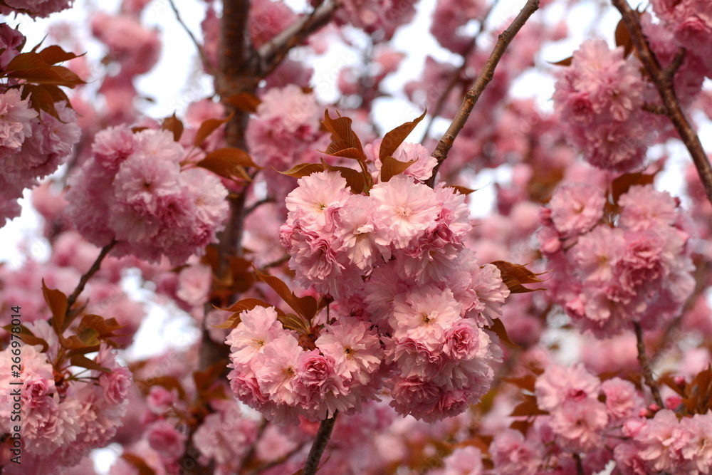 branch of pink Japanese cherry in blossom. Cherry Blossom or Sakura flower in springtime. Beautiful Pink Flowers. branch of pink Japanese cherry in blossom. Cherry Blossom or Sakura flower in springtime. Beautiful Pink Flowers.