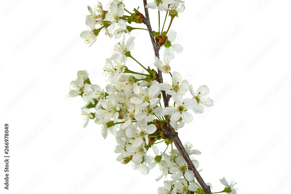 Branch with white flowers on a white background Branch with white flowers on a white background