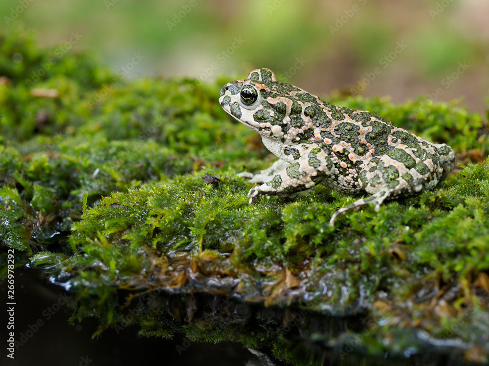 European green toad, Bufo viridis European green toad, Bufo viridis