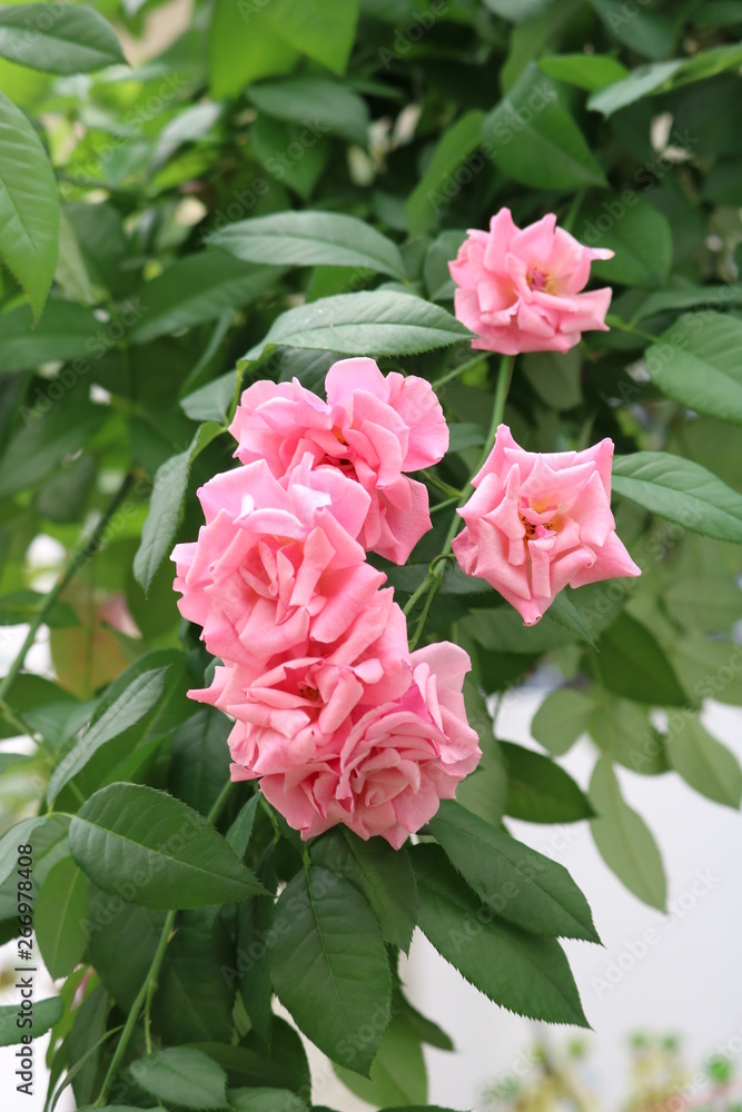 Fototapeta premium Flores