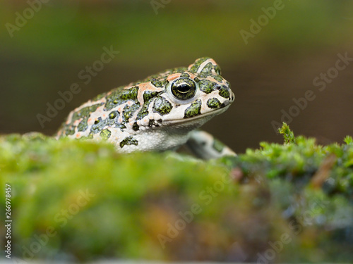 European green toad  Bufo viridis