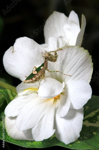 Creobroter nebulosa mantis on white colors photo