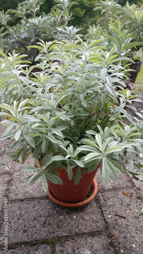 White Sagebrush (Artemisia ludoviciana) in a flowerpot