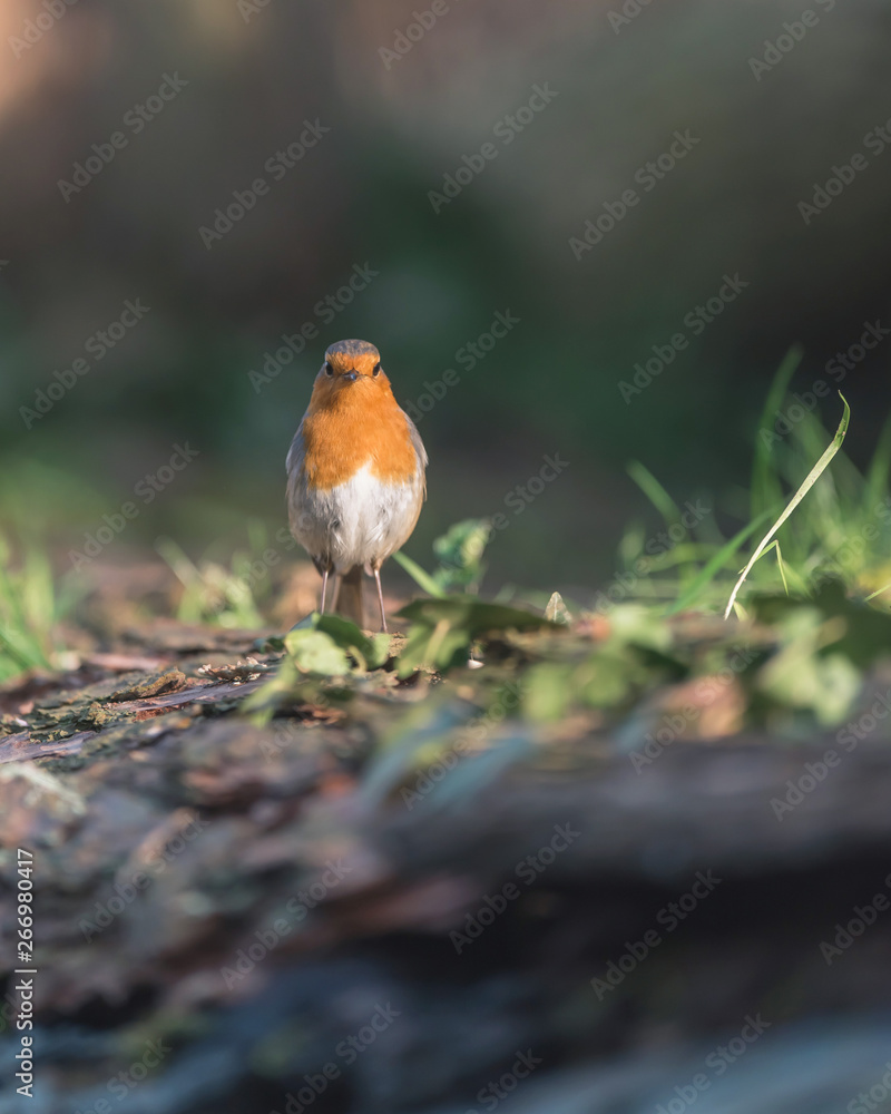 European robin on grassy forest ground. European robin on grassy forest ground.