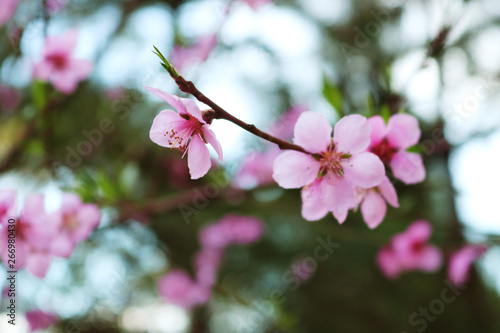 Flor de pessegueiro