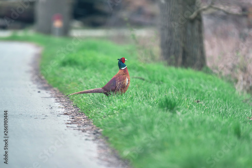 Male pheasant on the roadside.
