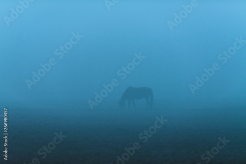 Solitary brown horse in a misty field at dawn.