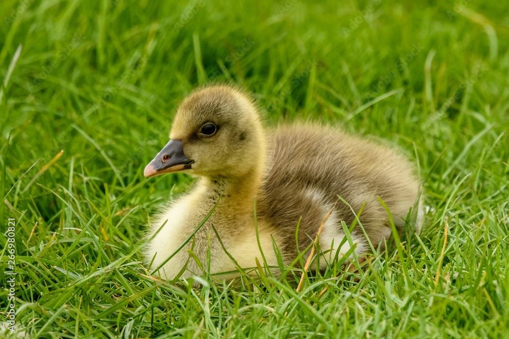 A gosling sitting on grass. The young bird is yellow and fluffy, side on to the camera. A gosling sitting on grass. The young bird is yellow and fluffy, side on to the camera.
