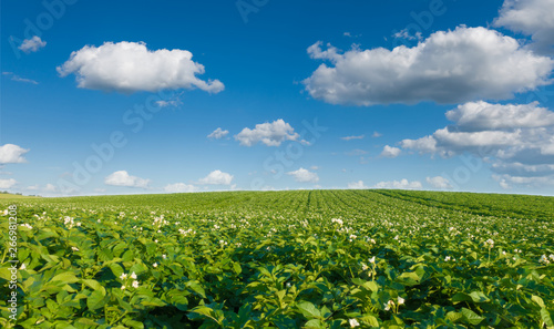 Photography Landskape, beautiful potato field and sky