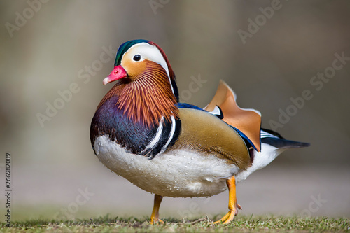Scotland, portrait of male Mandarin duck