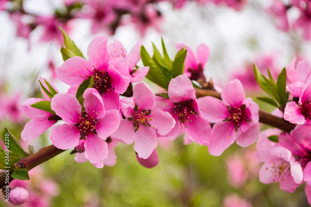 Peach blooming closeup on a tree in the garden. A flowering peach tree on a sunny day in the background. Selective focus. Peach blooming closeup on a tree in the garden. A flowering peach tree on a sunny day in the background. Selective focus.