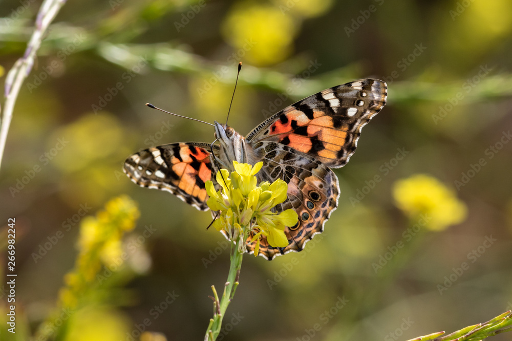 Painted Lady Butterfly feeding from a mustard flower on the California coast. Wings spread, facing the camera, eyes visible. Painted Lady Butterfly feeding from a mustard flower on the California coast. Wings spread, facing the camera, eyes visible.