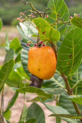 Caju (Anacardium occidentale) pendurado na árvore (nordeste do Brasil, Piauí)