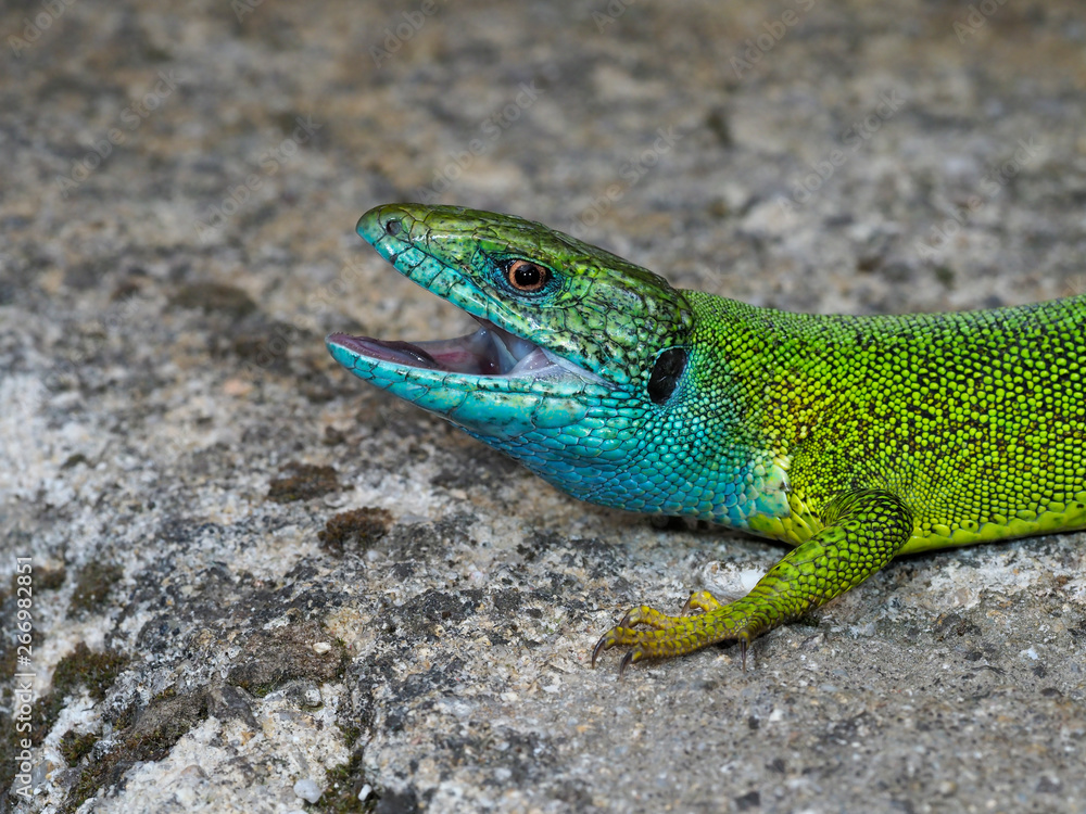 European green lizard, Lacerta viridis European green lizard, Lacerta viridis