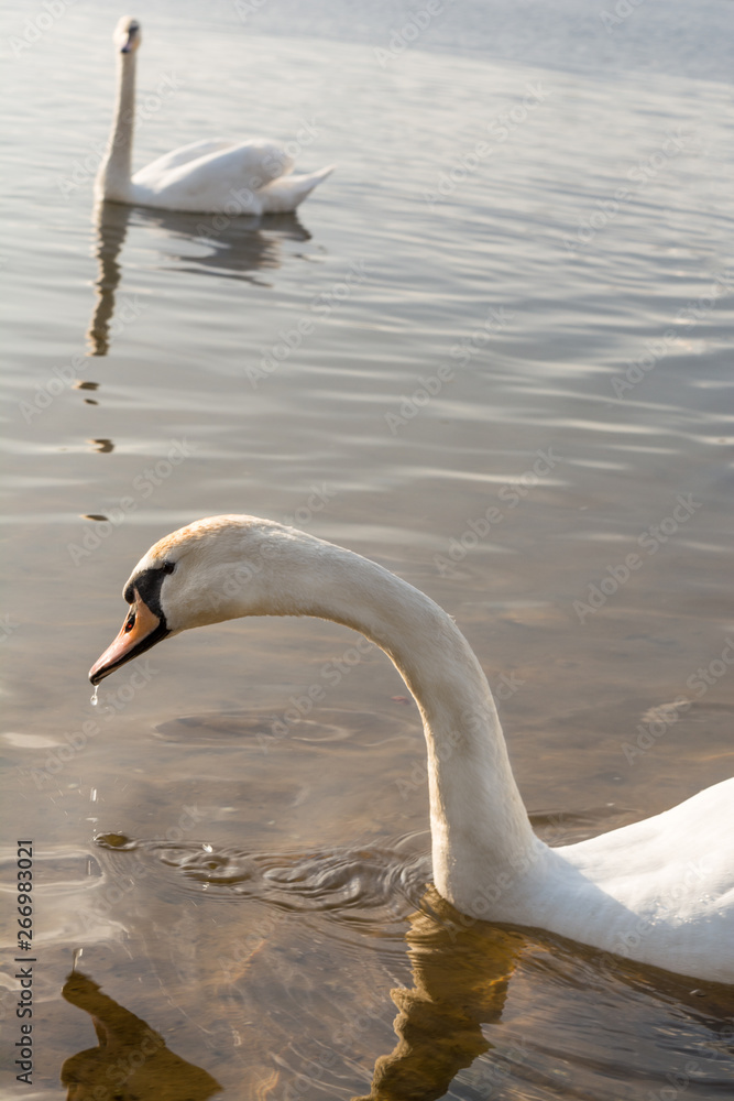 Naklejka premium a group of swans are floating on the water in windy weather