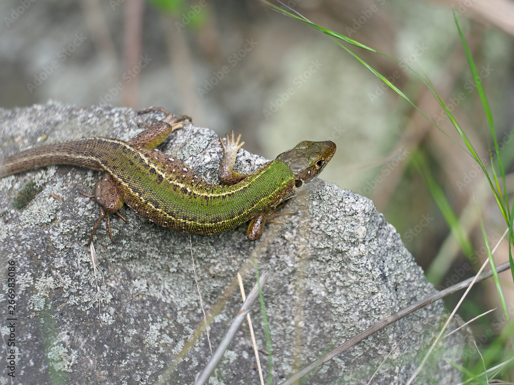 Naklejka premium European green lizard, Lacerta viridis