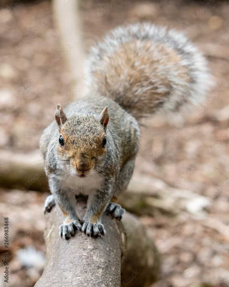 Grey Squirrel Standing on a Fallen Tree Grey Squirrel Standing on a Fallen Tree