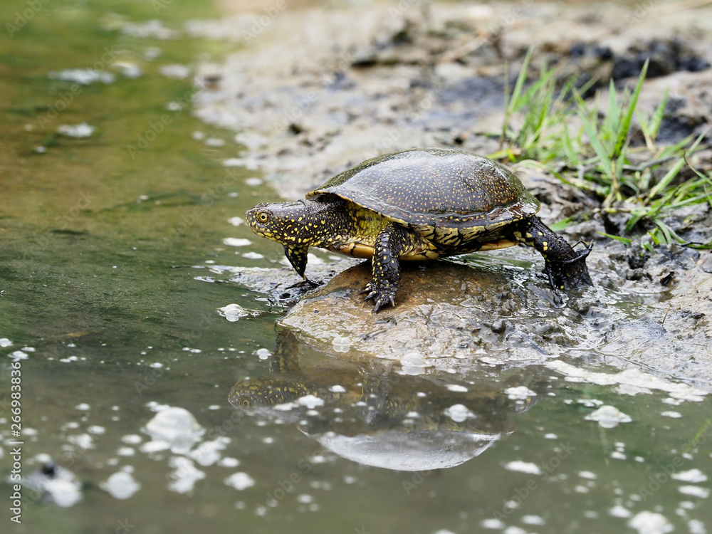 Obraz premium European pond turtle, Emys orbicularis