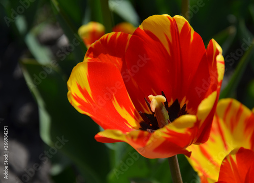 tulip flower  red with green leaves 