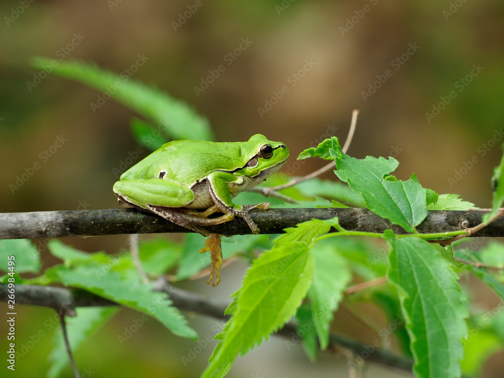 European tree frog, Hyla arborea European tree frog, Hyla arborea