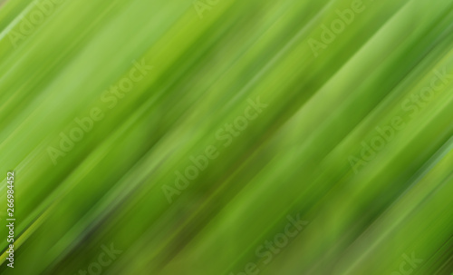 Green vegetative natural dynamic blurred lines background.