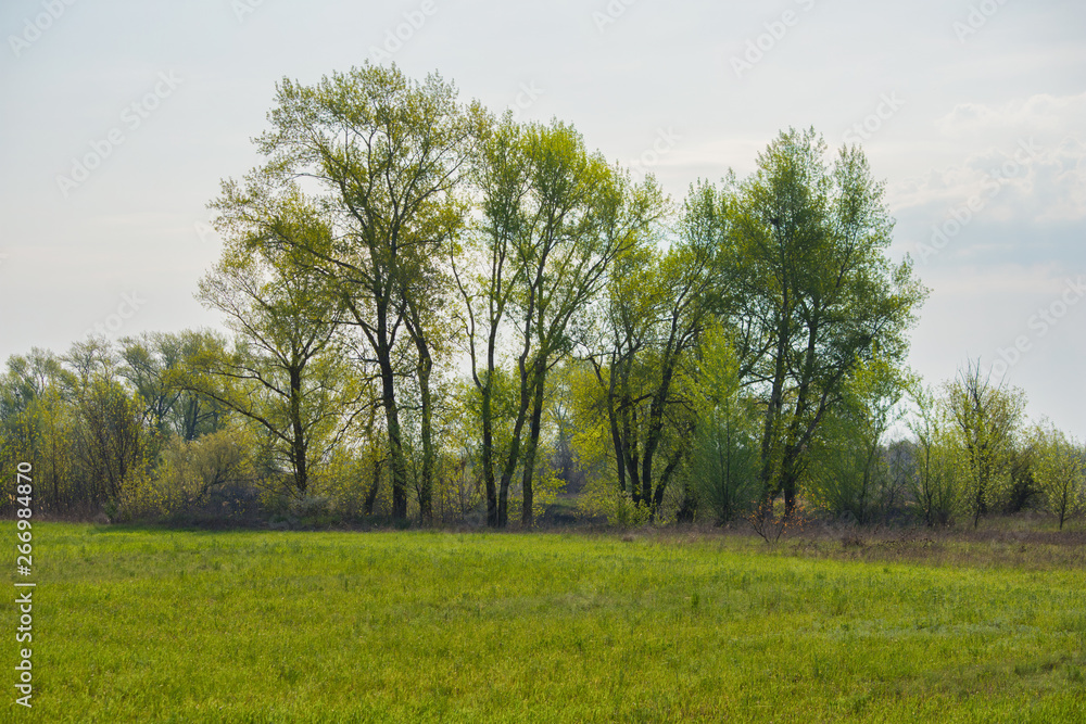 Tall beautiful trees standing along a grassy field. Trees on a green field in front of a large forest. Spring landscape. Tall beautiful trees standing along a grassy field. Trees on a green field in front of a large forest. Spring landscape.