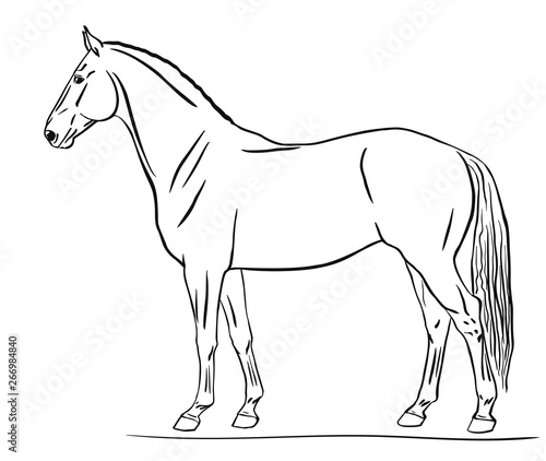 Horse line drawing, side view