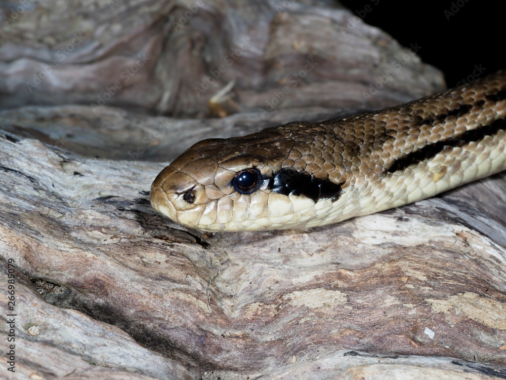 Four-lined snake, Elaphe quatuorlineata Four-lined snake, Elaphe quatuorlineata