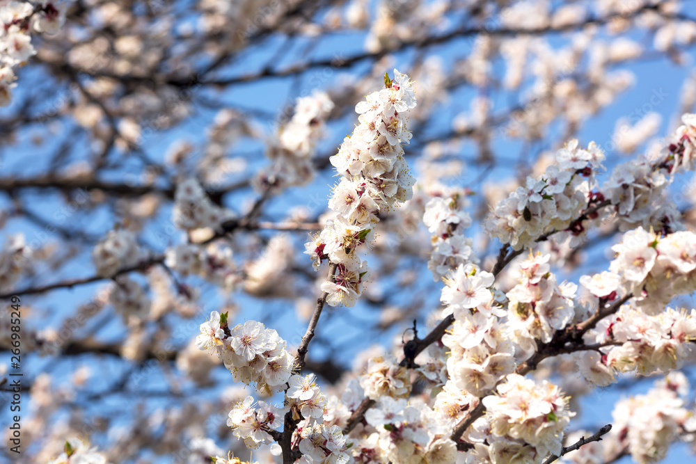 flowering branches of fruit trees against the blue sky