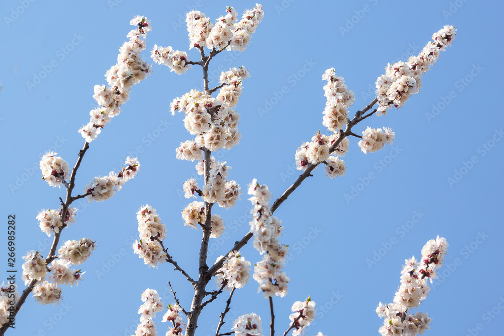 flowering branches of trees against the blue sky flowering branches of trees against the blue sky