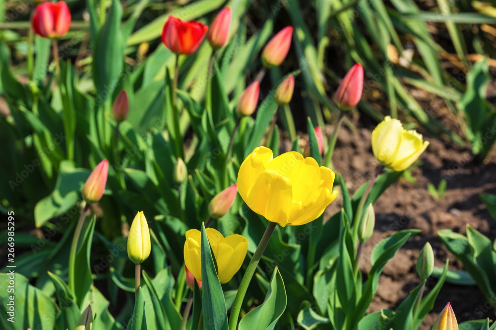 Fototapeta premium yellow and red tulips on a bed on a sunny day