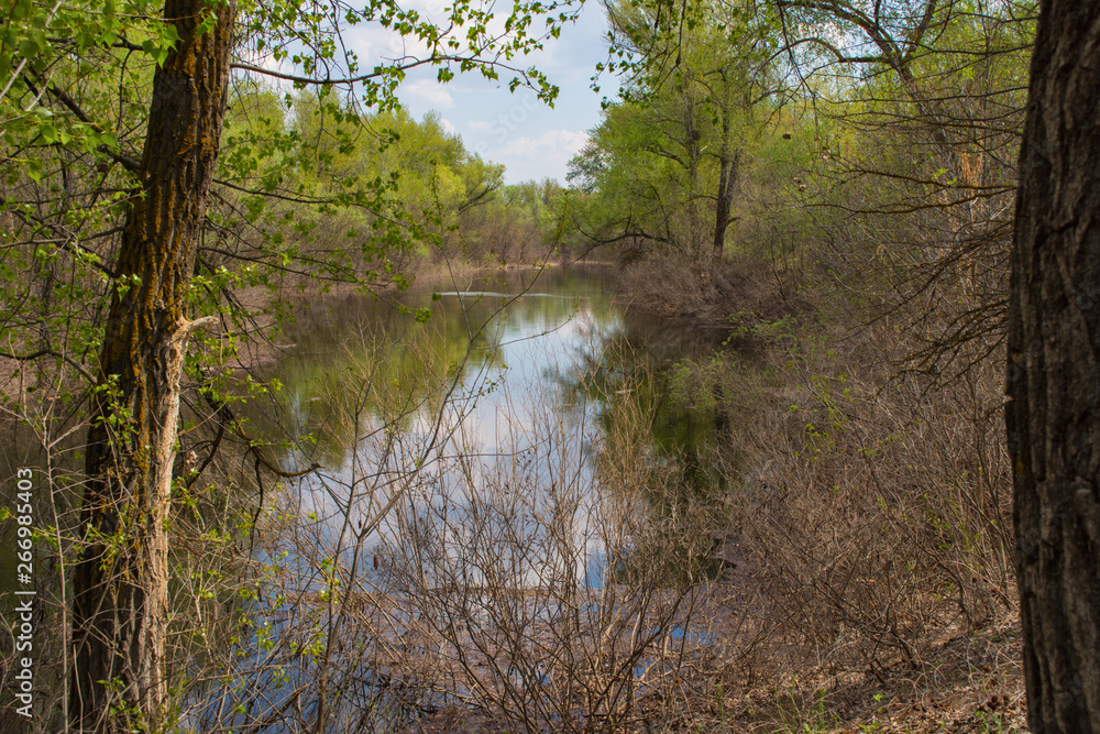 Dense forest on the banks of a small river. Deciduous forest on the banks of the river. Beautiful forest landscape. Dense forest on the banks of a small river. Deciduous forest on the banks of the river. Beautiful forest landscape.