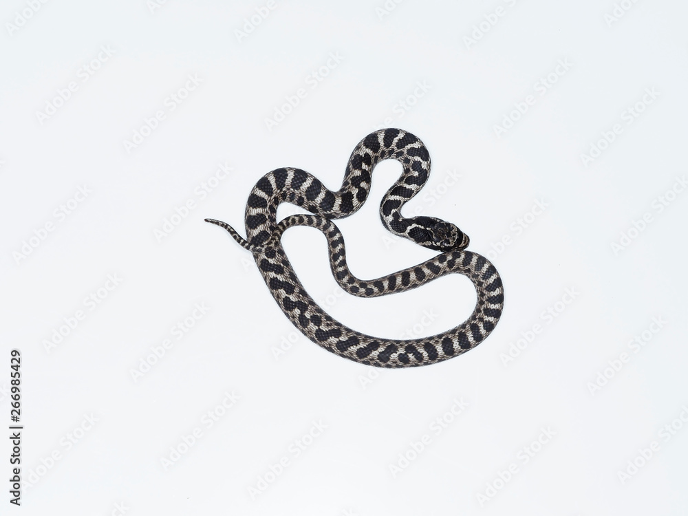 Four-lined snake, Elaphe quatuorlineata Four-lined snake, Elaphe quatuorlineata