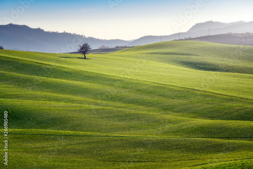 Panoramic view of beautiful endless green fields in bright sunlight, Italy
