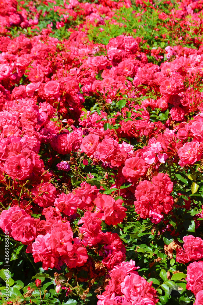 Amazing bush of wild pink roses with green leaves taken in the springtime. Rose, one of the most popular flowers, is a woody perennial flowering plant of the genus Rosa, in the family Rosaceae Amazing bush of wild pink roses with green leaves taken in the springtime. Rose, one of the most popular flowers, is a woody perennial flowering plant of the genus Rosa, in the family Rosaceae