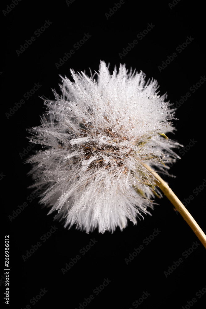 Fototapeta premium wet dandelion on white background