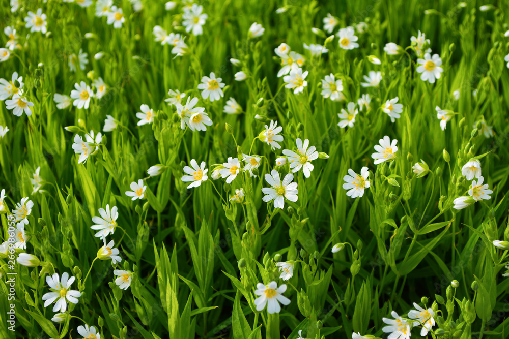 White small flowers in green meadow. Background from many white small flowers in nature with green plants. Grass as bright nature background. White small flowers in green meadow. Background from many white small flowers in nature with green plants. Grass as bright nature background.
