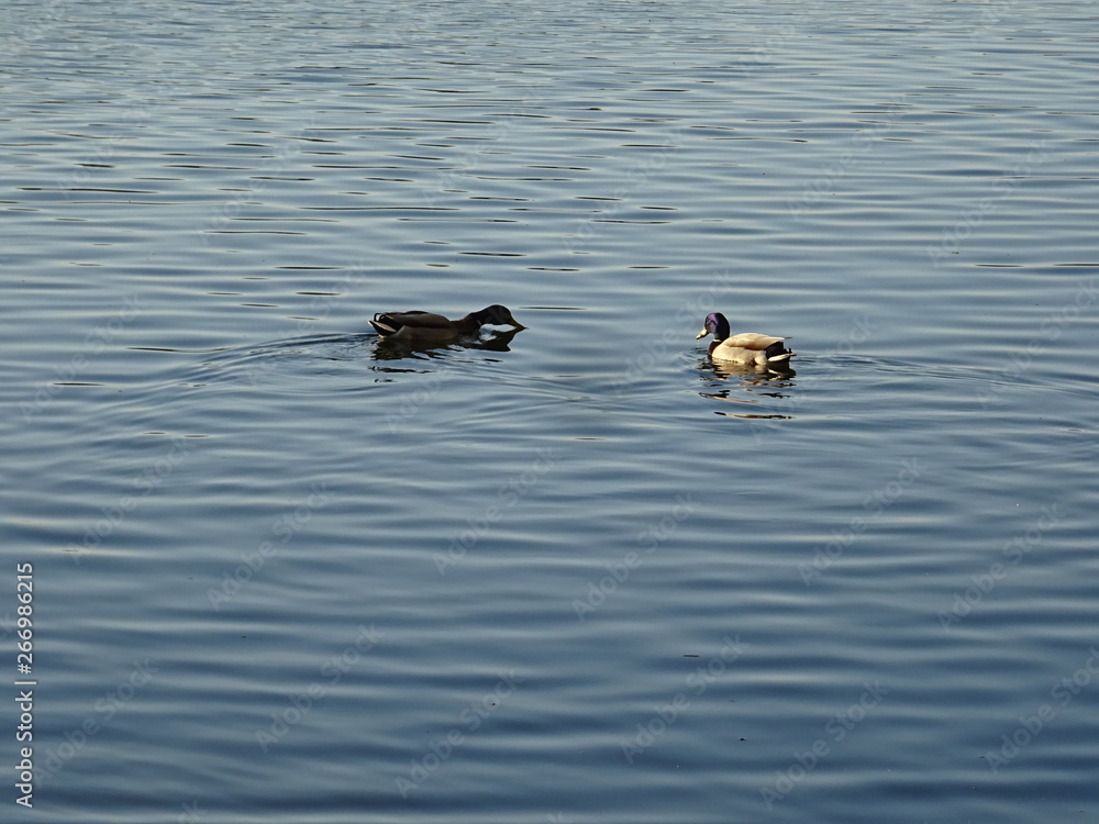 Enten von København Enten von København