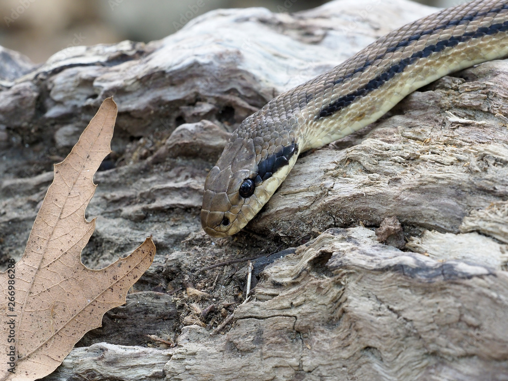 Fototapeta premium Four-lined snake, Elaphe quatuorlineata