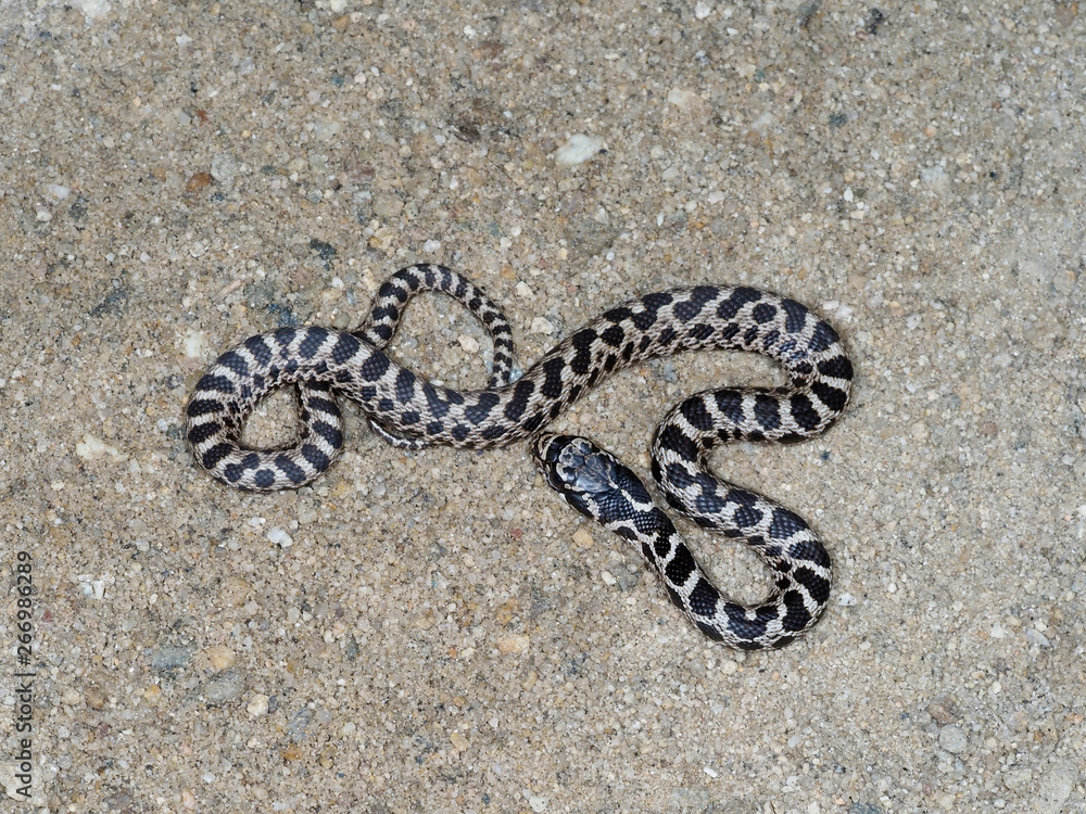 Naklejka premium Four-lined snake, Elaphe quatuorlineata